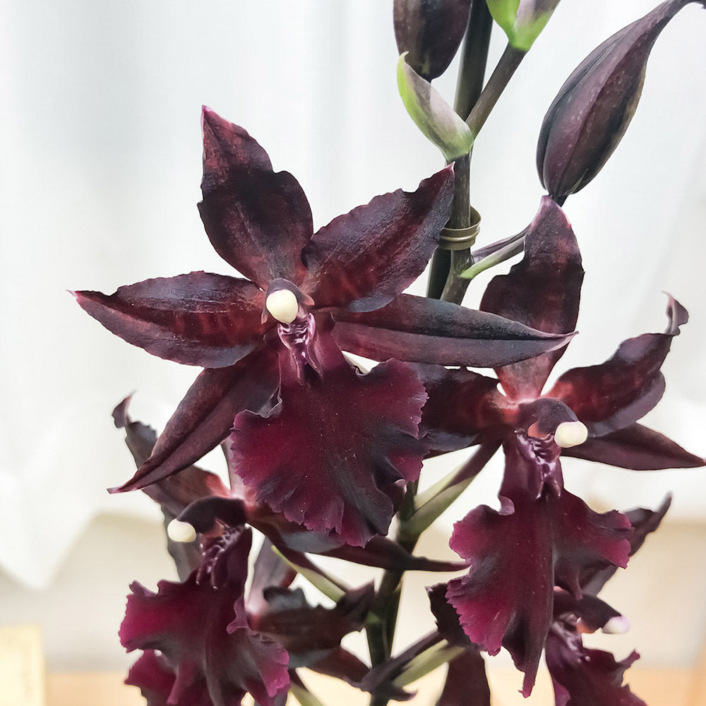 PLANCHU 洋ラン オンコステレ マサイレッド 4号鉢 Oncostele ‘Masai Red’