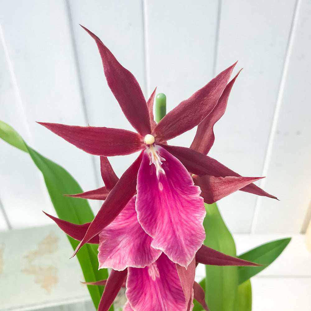 PLANCHU 洋ラン ミルタシア ロイヤルローブ 3.5号鉢 Miltassia Royal Robe