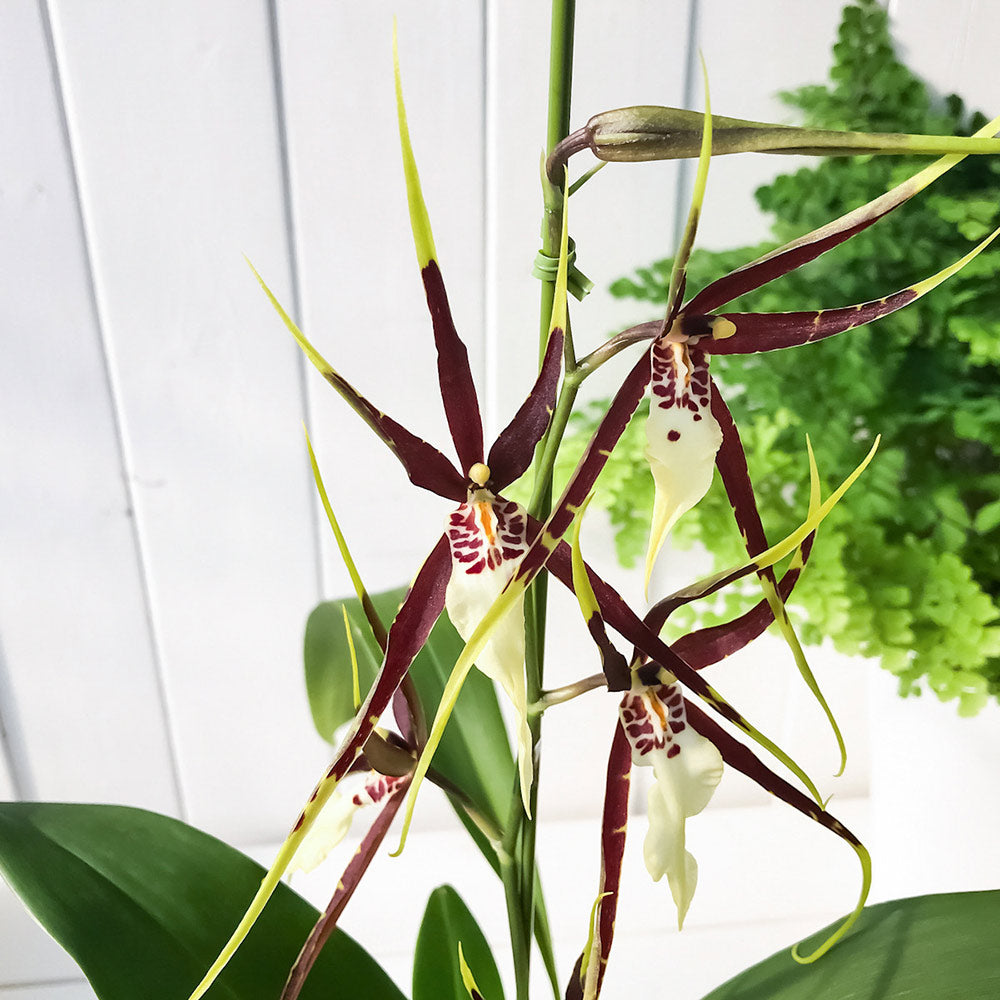 PLANCHU 洋ラン オドントブラシア ブラックスパイダー 3.5号鉢 Odontobrassia cv. スパイダーオーキッド