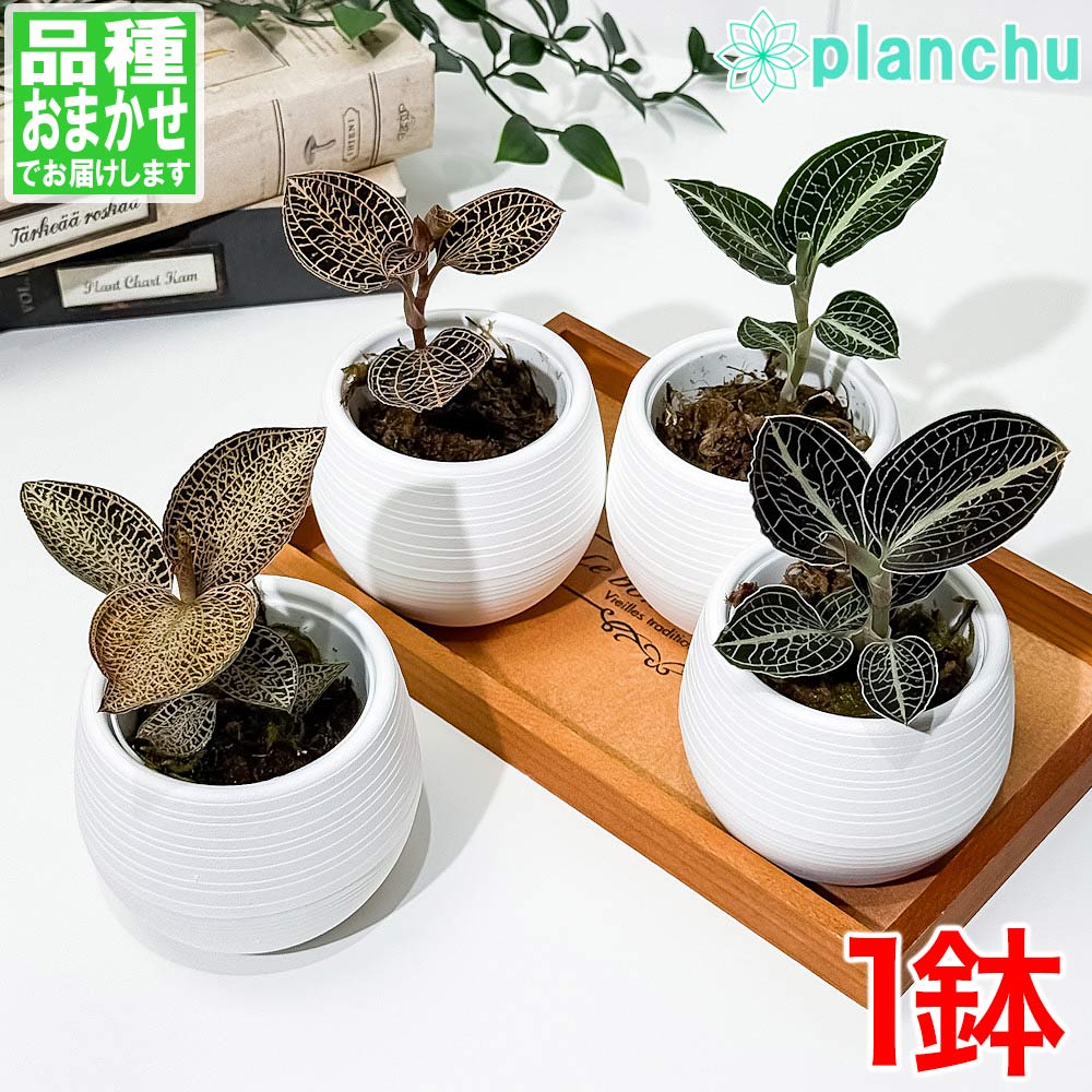 PLANCHU ジュエルオーキッド 品種おまかせ 3号丸鉢 受け皿付き 育て方説明書付き 観葉植物 洋ラン