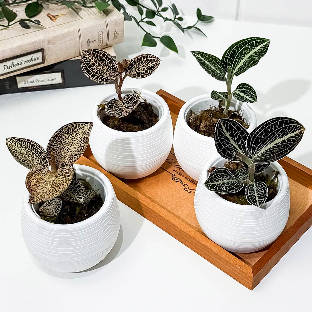 PLANCHU ジュエルオーキッド 品種おまかせ 3号丸鉢 受け皿付き 育て方