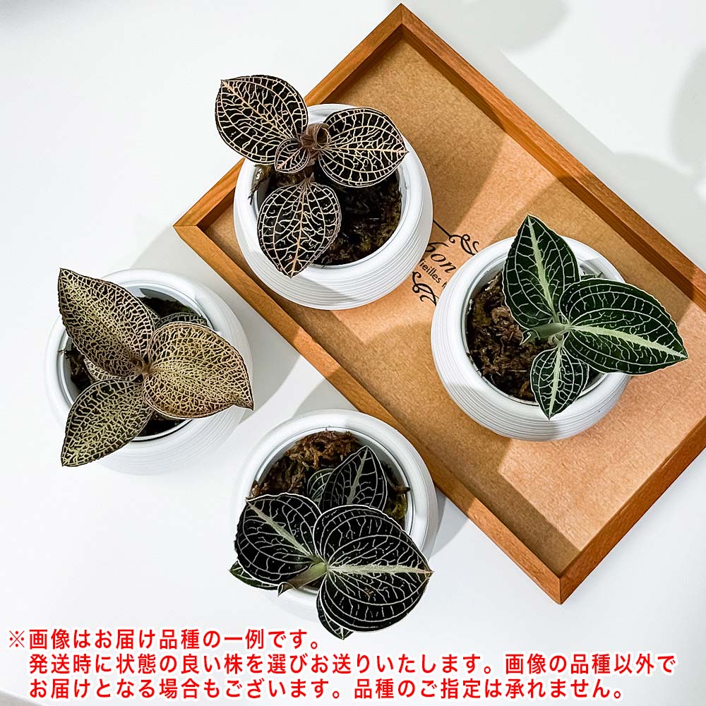 PLANCHU ジュエルオーキッド 品種おまかせ 3号丸鉢 受け皿付き 育て方説明書付き 観葉植物 洋ラン