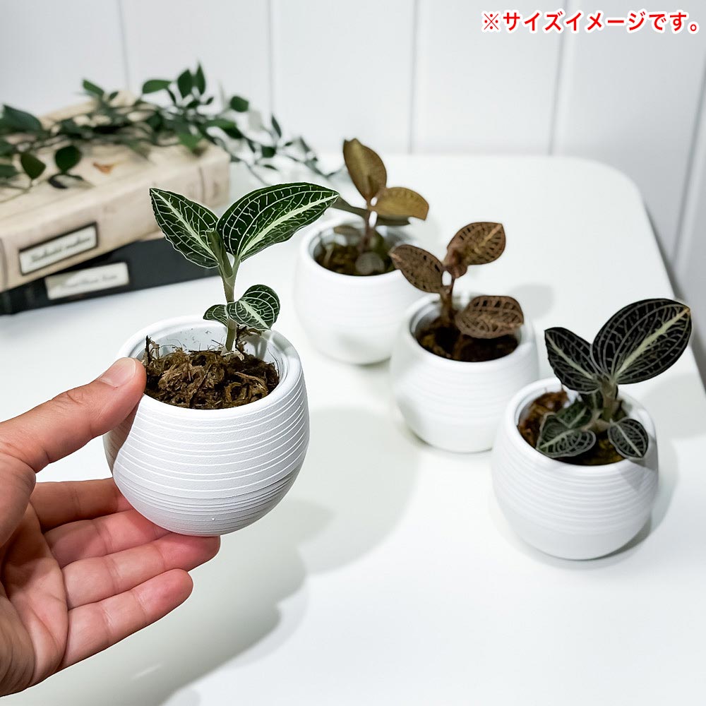 PLANCHU ジュエルオーキッド 品種おまかせ 3号丸鉢 受け皿付き 育て方説明書付き 観葉植物 洋ラン