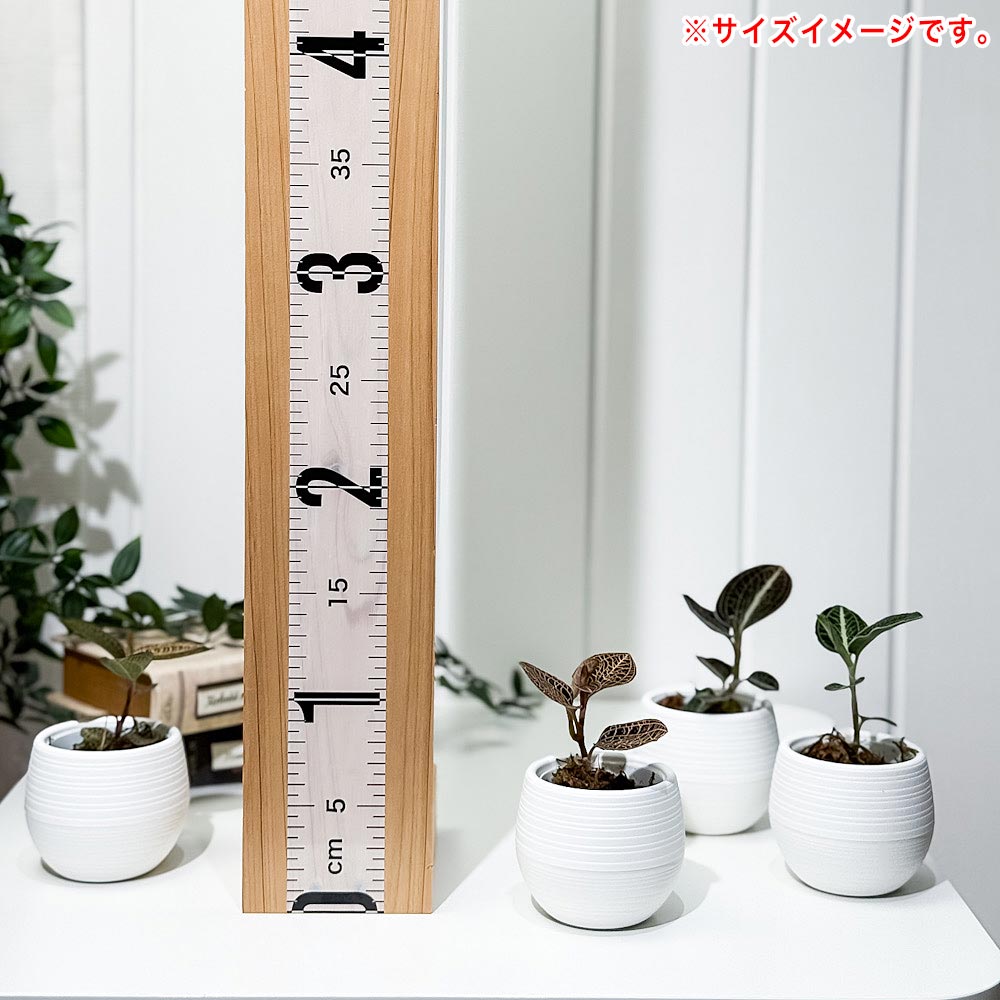 PLANCHU ジュエルオーキッド 品種おまかせ 3号丸鉢 受け皿付き 育て方説明書付き 観葉植物 洋ラン