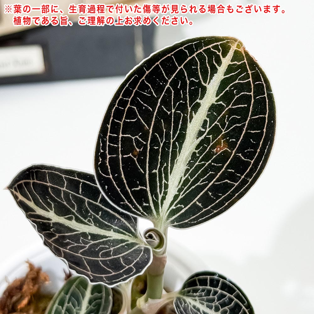 PLANCHU ジュエルオーキッド 品種おまかせ 3号丸鉢 受け皿付き 育て方説明書付き 観葉植物 洋ラン