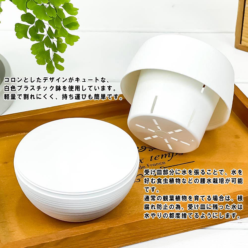 PLANCHU ジュエルオーキッド 品種おまかせ 3号丸鉢 受け皿付き 育て方