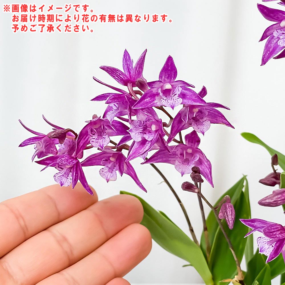 PLANCHU 洋ラン デンドロビウム キンギアナム ネイロ 3号鉢 受け皿付き 育て方説明書付き Dendrobium kingianum cv. 香りのラン