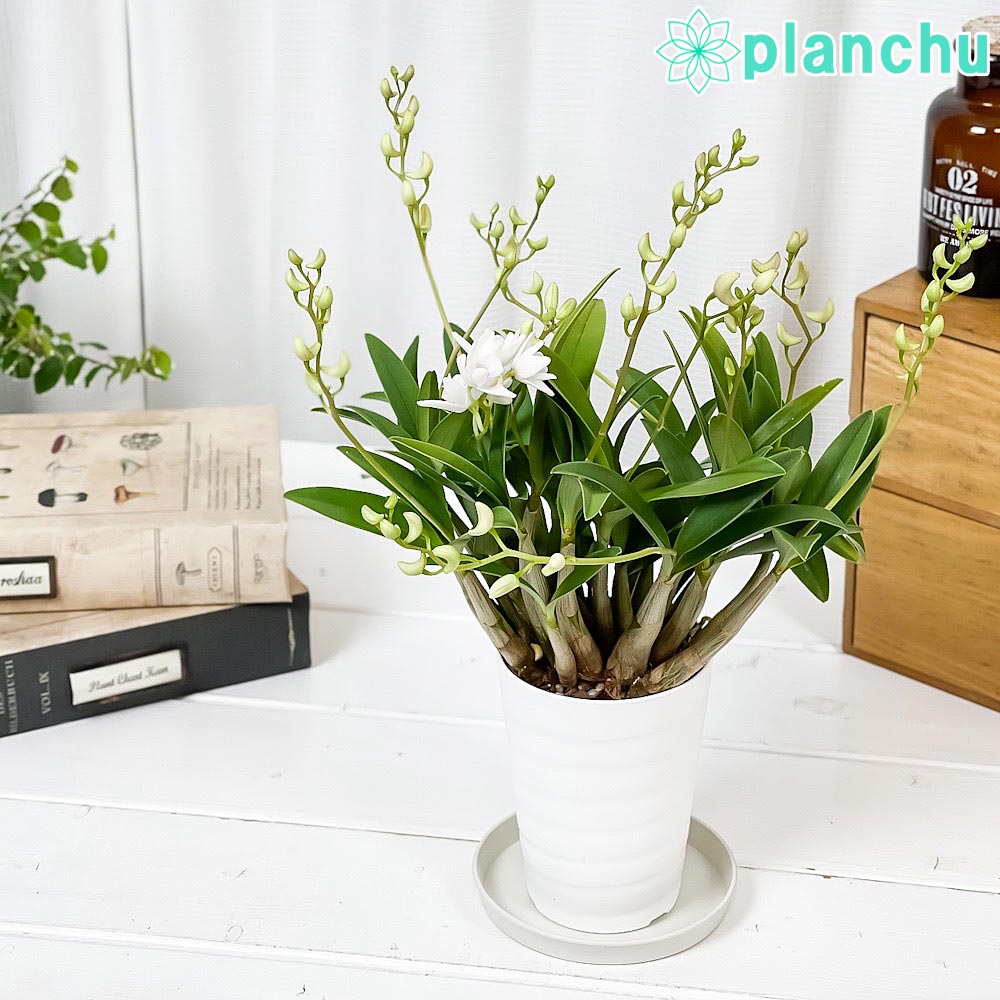 デンドロビウム – 観葉植物専門店プランチュ