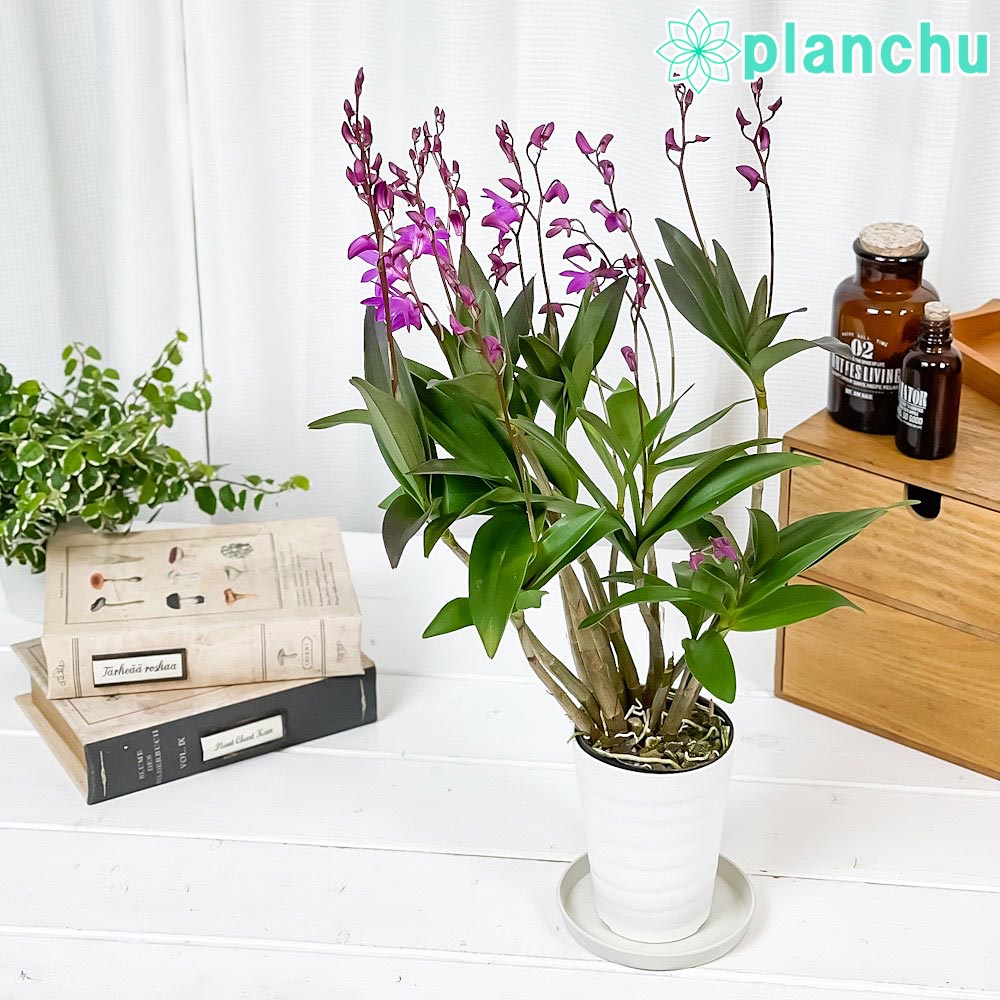 デンドロビウム – 観葉植物専門店プランチュ