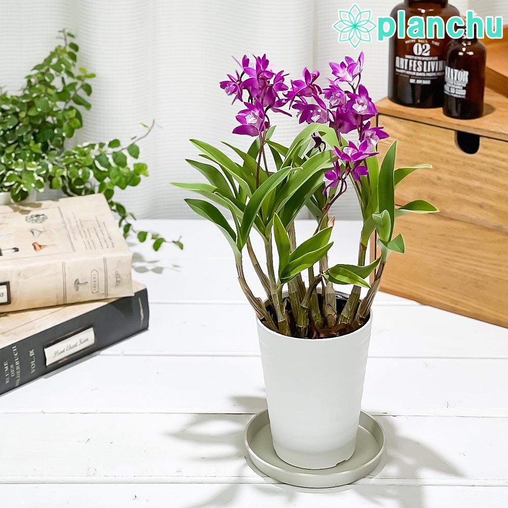 デンドロビウム（セッコク属） – 観葉植物専門店プランチュ