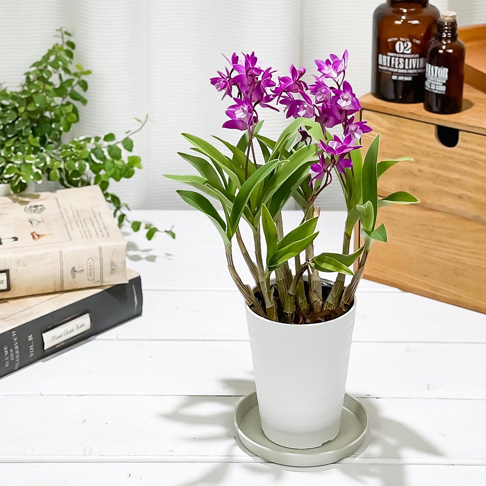 PLANCHU 洋ラン デンドロビウム キンギアナム ハイブリッド 3号鉢 受け皿付き 育て方説明書付き Dendrobium kingianum hyb. 香りのラン