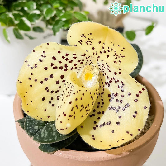 PLANCHU 洋ラン パフィオペディルム ウェンシャネンセ 3号鉢 受け皿付き 育て方説明書付き Paphiopedilum wenshanense パフィオペディラム 原種