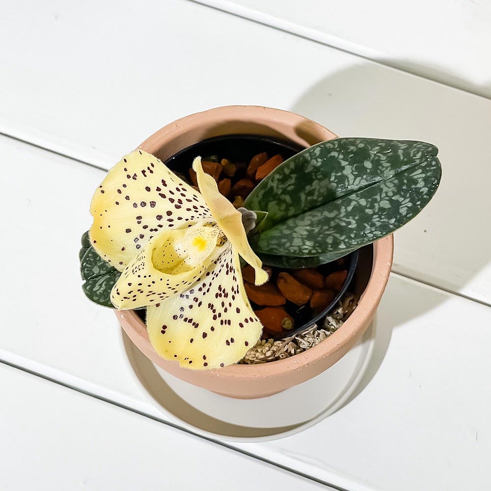 PLANCHU 洋ラン パフィオペディルム ウェンシャネンセ 3号鉢 受け皿付き 育て方説明書付き Paphiopedilum wenshanense パフィオペディラム 原種