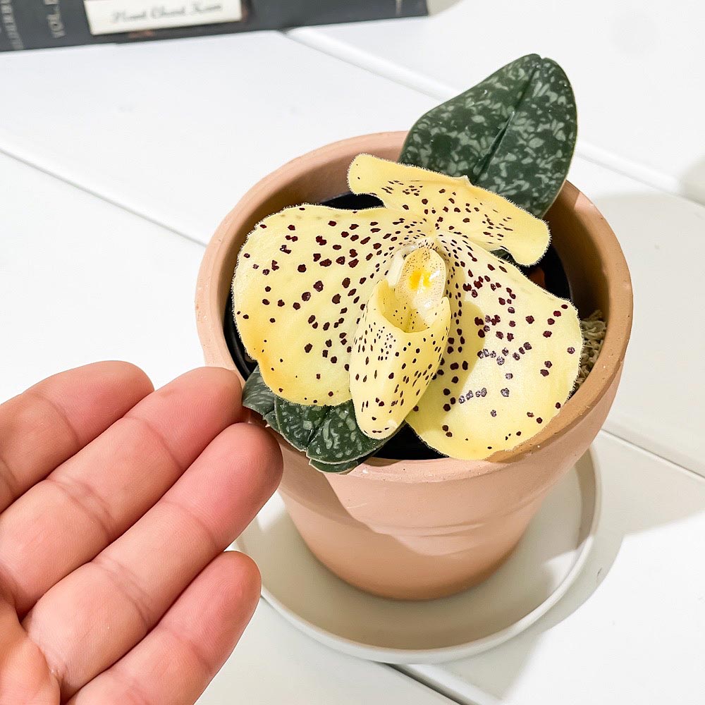 PLANCHU 洋ラン パフィオペディルム ウェンシャネンセ 3号鉢 受け皿付き 育て方説明書付き Paphiopedilum wenshanense パフィオペディラム 原種