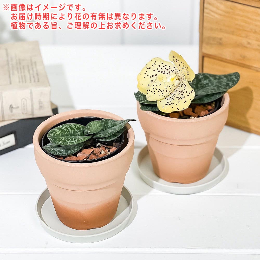 PLANCHU 洋ラン パフィオペディルム ウェンシャネンセ 3号鉢 受け皿付き 育て方説明書付き Paphiopedilum wenshanense パフィオペディラム 原種