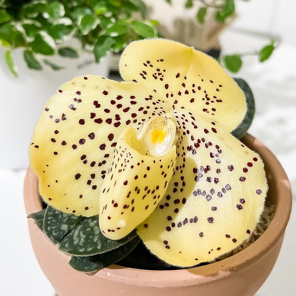 PLANCHU 洋ラン パフィオペディルム ウェンシャネンセ 3号鉢 受け皿付き 育て方説明書付き Paphiopedilum wenshanense パフィオペディラム 原種