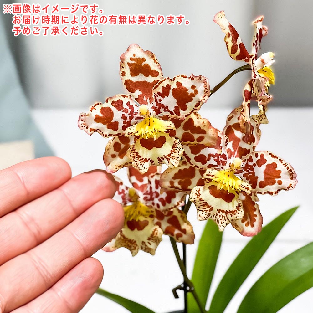 PLANCHU 洋ラン オドントグロッサム オレンジ系 花無し株 3.5号鉢 受け皿付き 育て方説明書付き Odontoglossum cv.