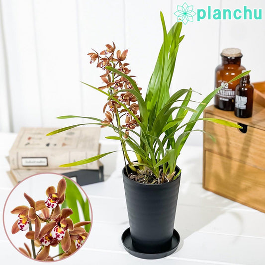 PLANCHU 東洋ラン キンリョウヘン 3.5号鉢 受け皿付き 育て方説明書付き Cymbidium floribundum 金稜辺 ミツバチラン シンビジウム フロリバンダム