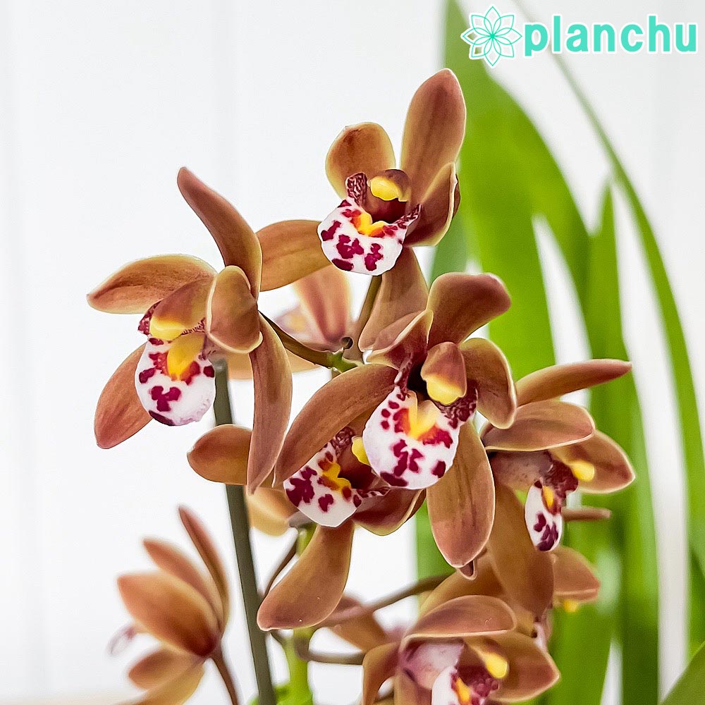 PLANCHU 東洋ラン キンリョウヘン 3.5号鉢 受け皿付き 育て方説明書付き Cymbidium floribundum 金稜辺 ミツバチラン シンビジウム フロリバンダム