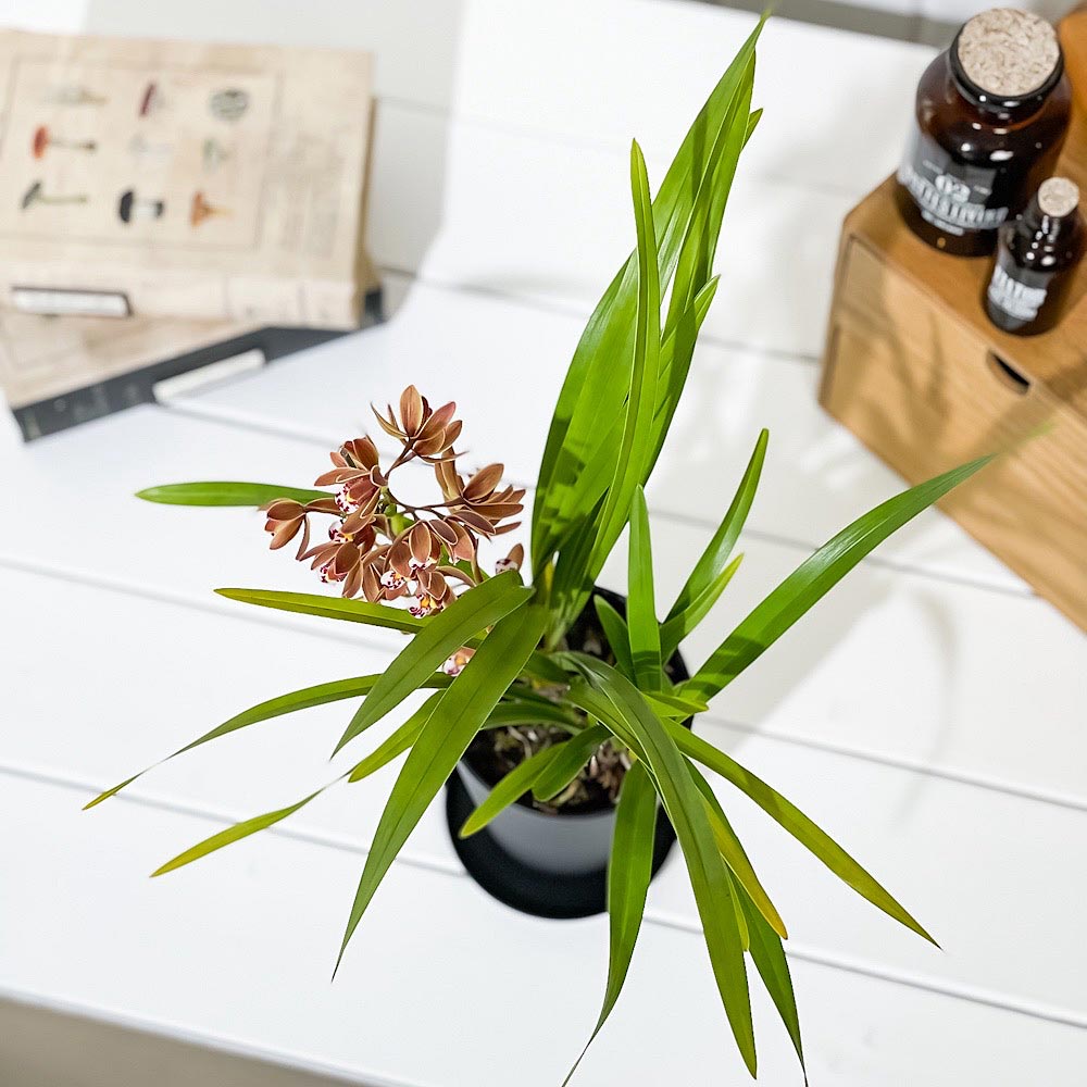 PLANCHU 東洋ラン キンリョウヘン 3.5号鉢 受け皿付き 育て方説明書付き Cymbidium floribundum 金稜辺 ミツバチラン シンビジウム フロリバンダム