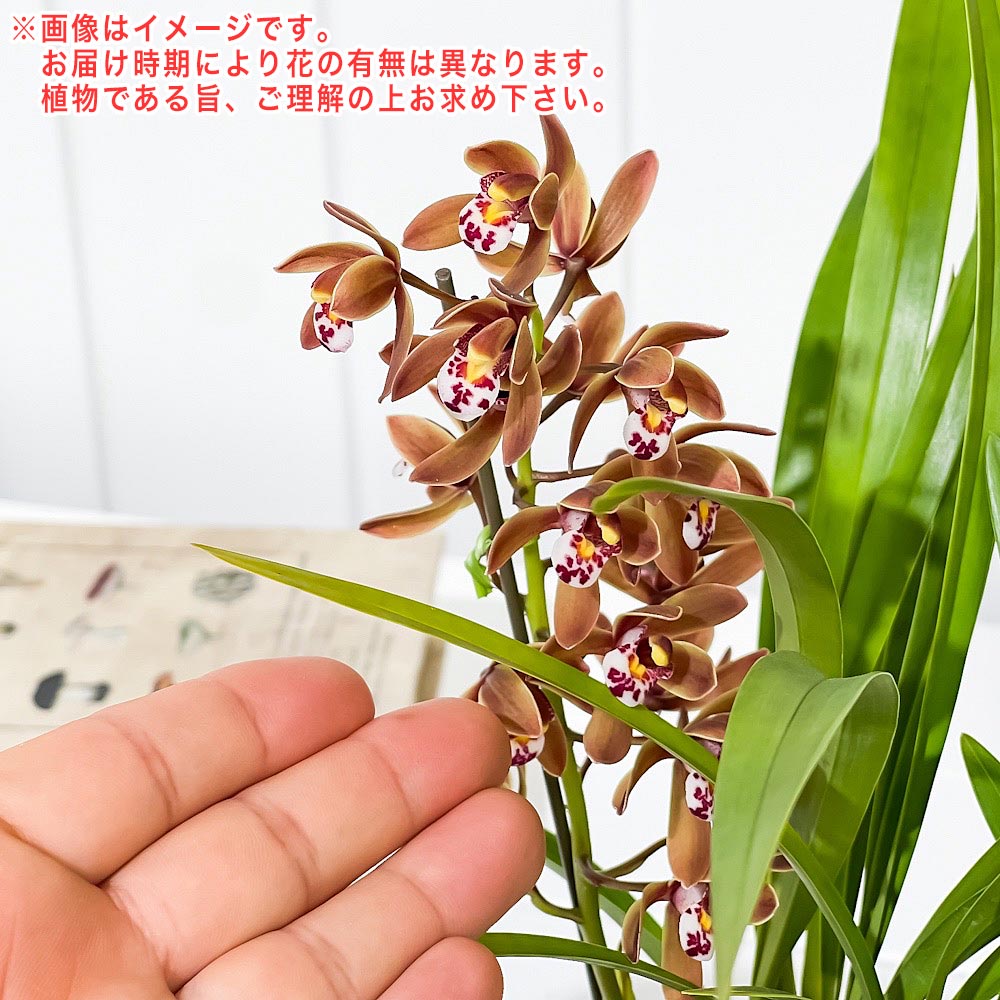 PLANCHU 東洋ラン キンリョウヘン 3.5号鉢 受け皿付き 育て方説明書付き Cymbidium floribundum 金稜辺 ミツバチラン シンビジウム フロリバンダム