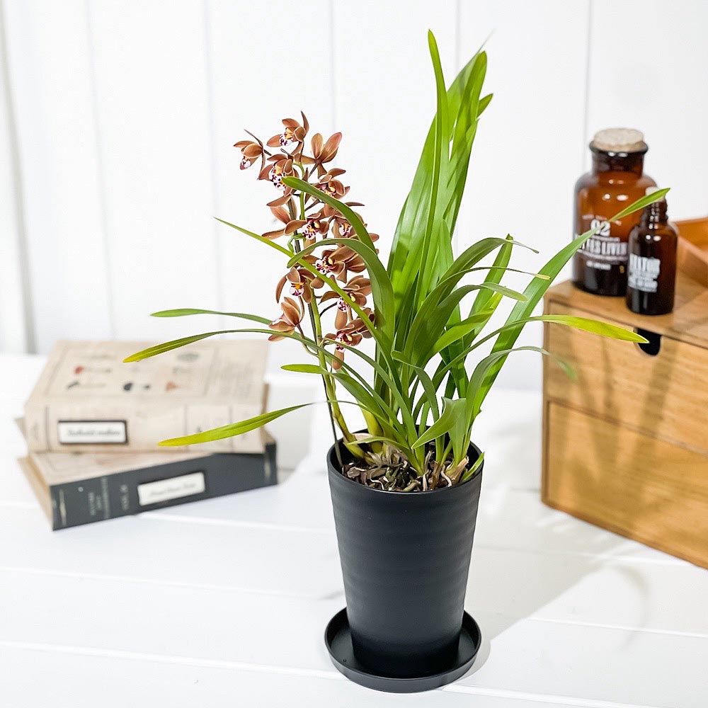 PLANCHU 東洋ラン キンリョウヘン 3.5号鉢 受け皿付き 育て方説明書付き Cymbidium floribundum 金稜辺 ミツバチラン シンビジウム シンビジューム フロリバンダム