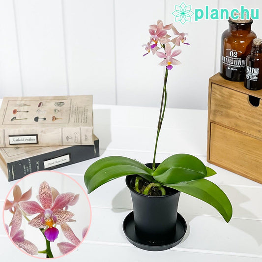 PLANCHU 洋ラン ファレノプシス アプリコットグロー 3号鉢 受け皿付き 育て方説明書付き Phalaenopsis ‘Apricot Glow’ 胡蝶蘭 コチョウラン