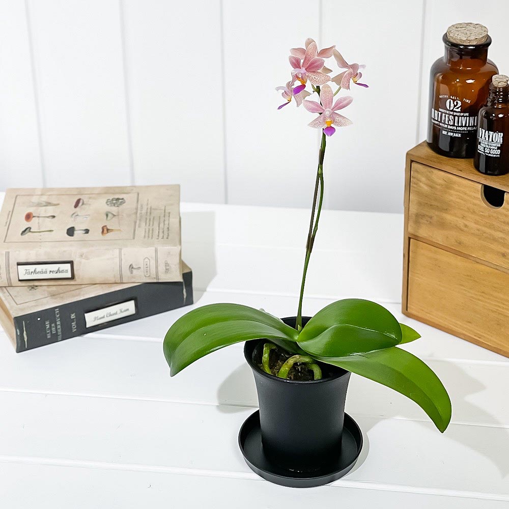 PLANCHU 洋ラン ファレノプシス アプリコットグロー 3号鉢 受け皿付き 育て方説明書付き Phalaenopsis ‘Apricot Glow’ 胡蝶蘭 コチョウラン