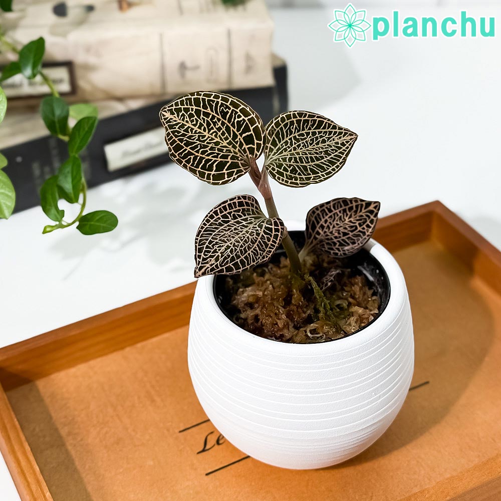 PLANCHU ジュエルオーキッド アネクトキルス ローズゴールド 3号丸鉢 受け皿付き 育て方説明書付き Anoectochilus ‘Rose Gold’ 観葉植物 洋ラン