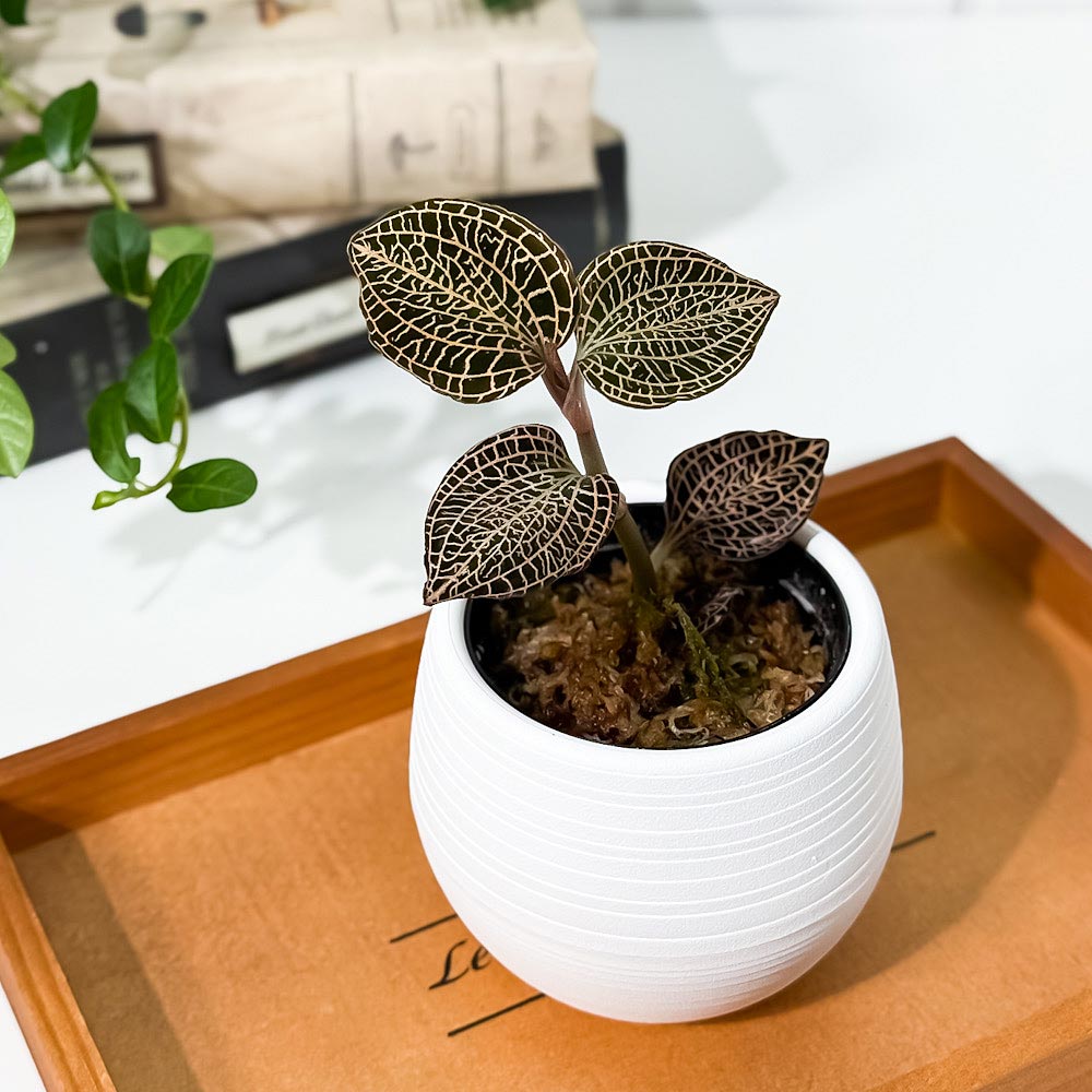 PLANCHU ジュエルオーキッド アネクトキルス ローズゴールド 3号丸鉢 受け皿付き 育て方説明書付き Anoectochilus ‘Rose Gold’ 観葉植物 洋ラン
