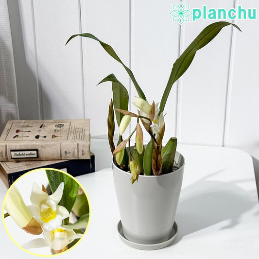 PLANCHU 洋ラン セロジネ インターメディア 4号鉢 受け皿付き 育て方説明書付き Coelogyne ‘Intermedia’