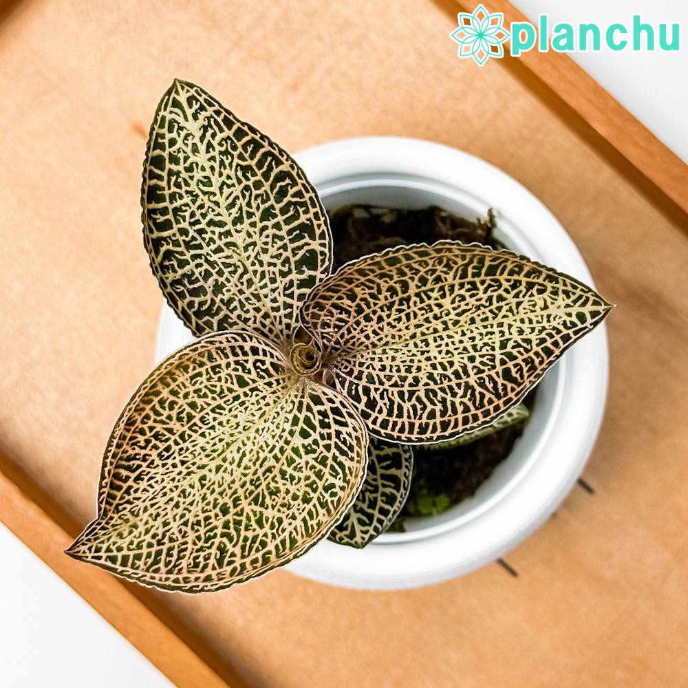 PLANCHU ジュエルオーキッド アネクトキルス ロクスバギー ゴールドベインタイプ 3号丸鉢 受け皿付き 育て方説明書付き Anoectochilus roxburghii ‘Gold Vein Type’ 観葉植物 洋ラン