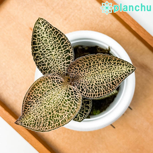 PLANCHU ジュエルオーキッド アネクトキルス ロクスバギー ゴールドベインタイプ 3号丸鉢 受け皿付き 育て方説明書付き Anoectochilus roxburghii ‘Gold Vein Type’ 観葉植物 洋ラン