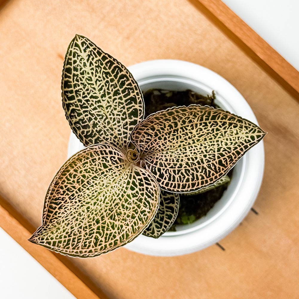 PLANCHU ジュエルオーキッド アネクトキルス ロクスバギー ゴールドベインタイプ 3号丸鉢 受け皿付き 育て方説明書付き Anoectochilus roxburghii ‘Gold Vein Type’ 観葉植物 洋ラン