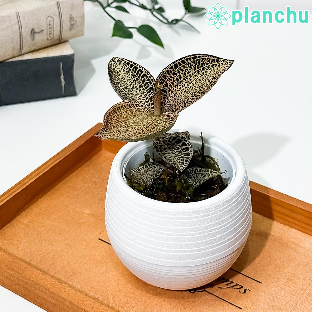 PLANCHU ジュエルオーキッド アネクトキルス ロクスバギー ゴールドベインタイプ 3号丸鉢 受け皿付き 育て方説明書付き Anoectochilus roxburghii ‘Gold Vein Type’ 観葉植物 洋ラン