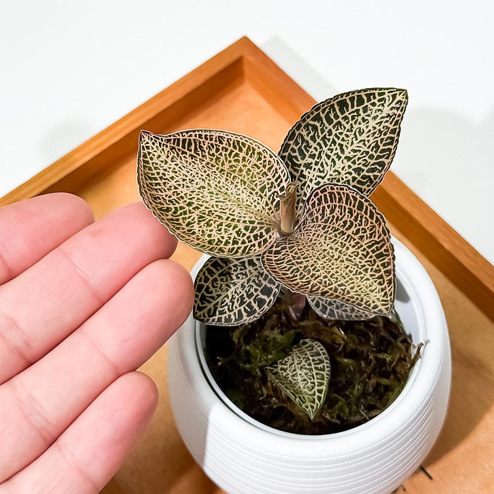 PLANCHU ジュエルオーキッド アネクトキルス ロクスバギー ゴールドベインタイプ 3号丸鉢 受け皿付き 育て方説明書付き Anoectochilus roxburghii ‘Gold Vein Type’ 観葉植物 洋ラン