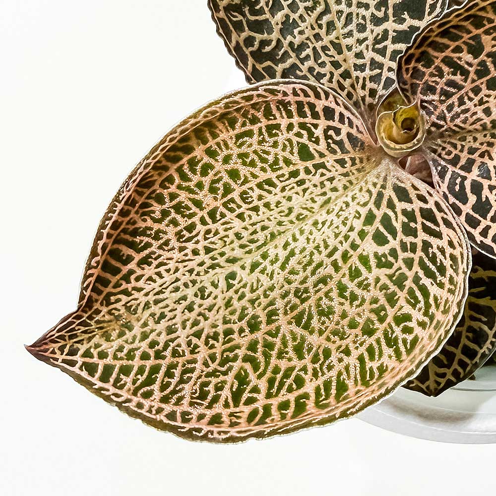 PLANCHU ジュエルオーキッド アネクトキルス ロクスバギー ゴールドベインタイプ 3号丸鉢 受け皿付き 育て方説明書付き Anoectochilus roxburghii ‘Gold Vein Type’ 観葉植物 洋ラン