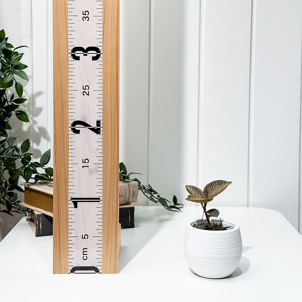 PLANCHU ジュエルオーキッド アネクトキルス ロクスバギー ゴールドベインタイプ 3号丸鉢 受け皿付き 育て方説明書付き Anoectochilus roxburghii ‘Gold Vein Type’ 観葉植物 洋ラン