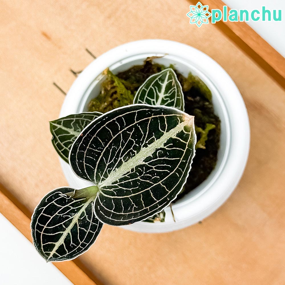 PLANCHU ジュエルオーキッド アネクトキルス ロクスバギー 濃緑タイプ 3号丸鉢 受け皿付き 育て方説明書付き Anoectochilus roxburghii cv. 観葉植物 洋ラン