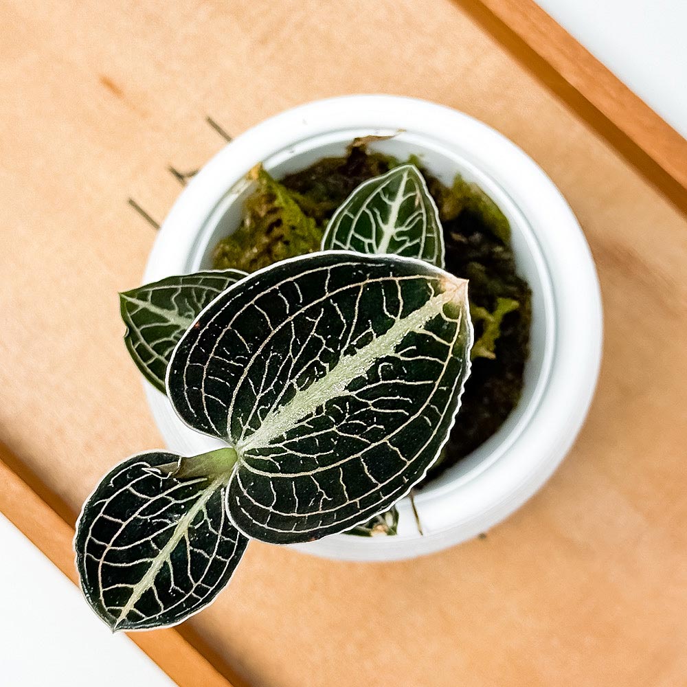 PLANCHU ジュエルオーキッド アネクトキルス ロクスバギー 濃緑タイプ 3号丸鉢 受け皿付き 育て方説明書付き Anoectochilus roxburghii cv. 観葉植物 洋ラン