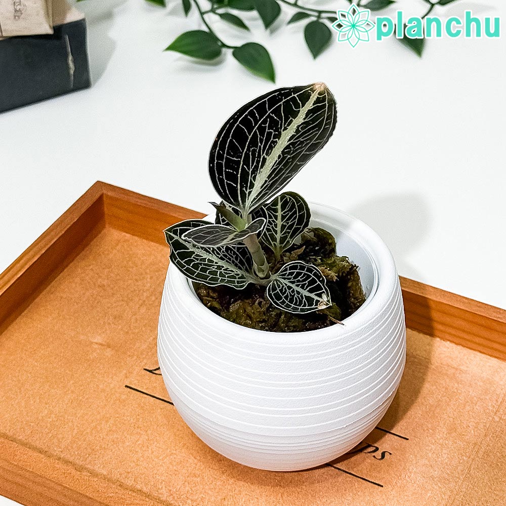 PLANCHU ジュエルオーキッド アネクトキルス ロクスバギー 濃緑タイプ 3号丸鉢 受け皿付き 育て方説明書付き Anoectochilus roxburghii cv. 観葉植物 洋ラン