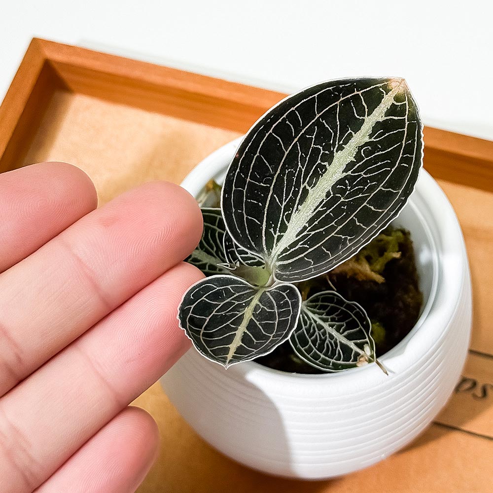 PLANCHU ジュエルオーキッド アネクトキルス ロクスバギー 濃緑タイプ 3号丸鉢 受け皿付き 育て方説明書付き Anoectochilus roxburghii cv. 観葉植物 洋ラン