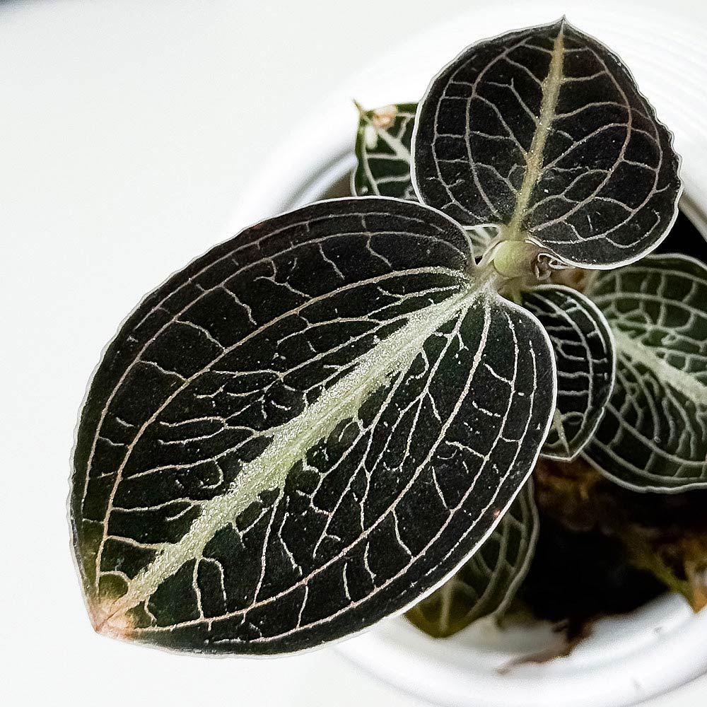 PLANCHU ジュエルオーキッド アネクトキルス ロクスバギー 濃緑タイプ 3号丸鉢 受け皿付き 育て方説明書付き Anoectochilus roxburghii cv. 観葉植物 洋ラン