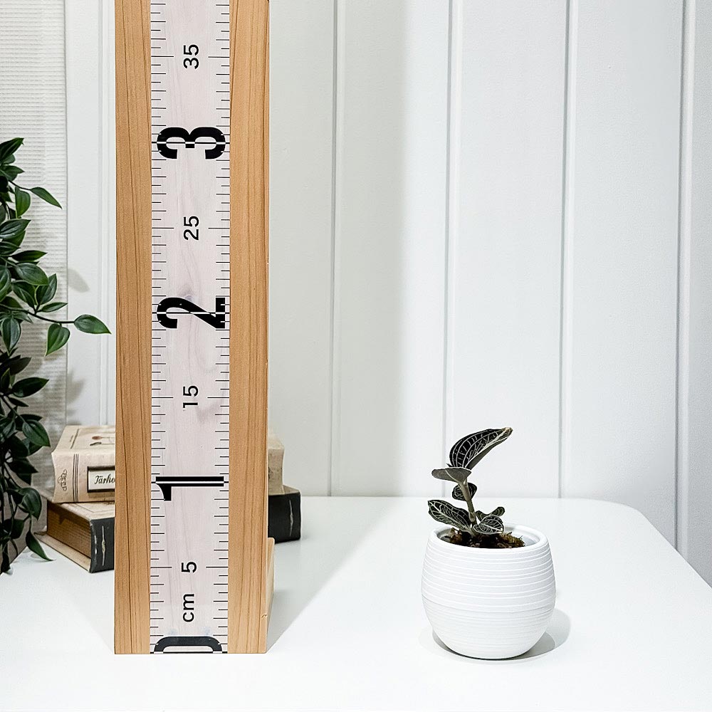 PLANCHU ジュエルオーキッド アネクトキルス ロクスバギー 濃緑タイプ 3号丸鉢 受け皿付き 育て方説明書付き Anoectochilus roxburghii cv. 観葉植物 洋ラン