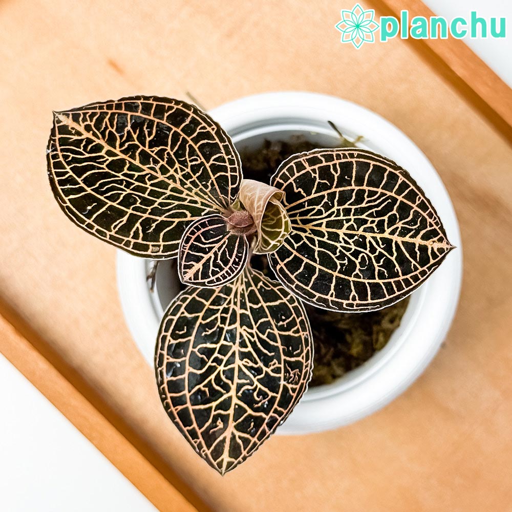 PLANCHU ジュエルオーキッド アネクトキルス アルボリネアトゥス 3号丸鉢 受け皿付き 育て方説明書付き Anoectochilus albolineatus アルボリネアータス 観葉植物 洋ラン