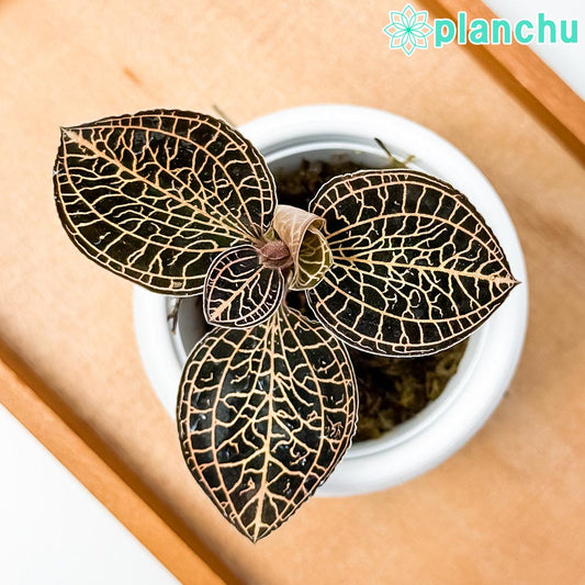 PLANCHU ジュエルオーキッド アネクトキルス アルボリネアトゥス 3号丸鉢 受け皿付き 育て方説明書付き Anoectochilus albolineatus アルボリネアータス 観葉植物 洋ラン