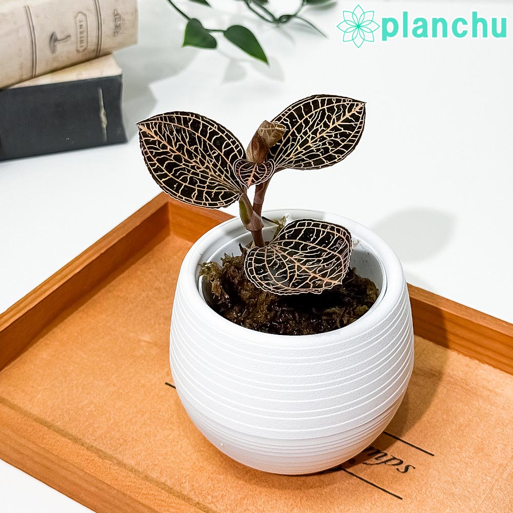 PLANCHU ジュエルオーキッド アネクトキルス アルボリネアトゥス 3号丸鉢 受け皿付き 育て方説明書付き Anoectochilus albolineatus アルボリネアータス 観葉植物 洋ラン