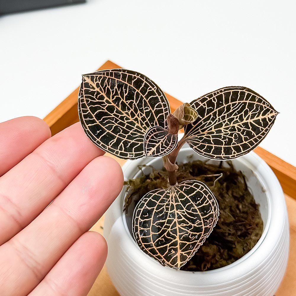 PLANCHU ジュエルオーキッド アネクトキルス アルボリネアトゥス 3号丸鉢 受け皿付き 育て方説明書付き Anoectochilus albolineatus アルボリネアータス 観葉植物 洋ラン