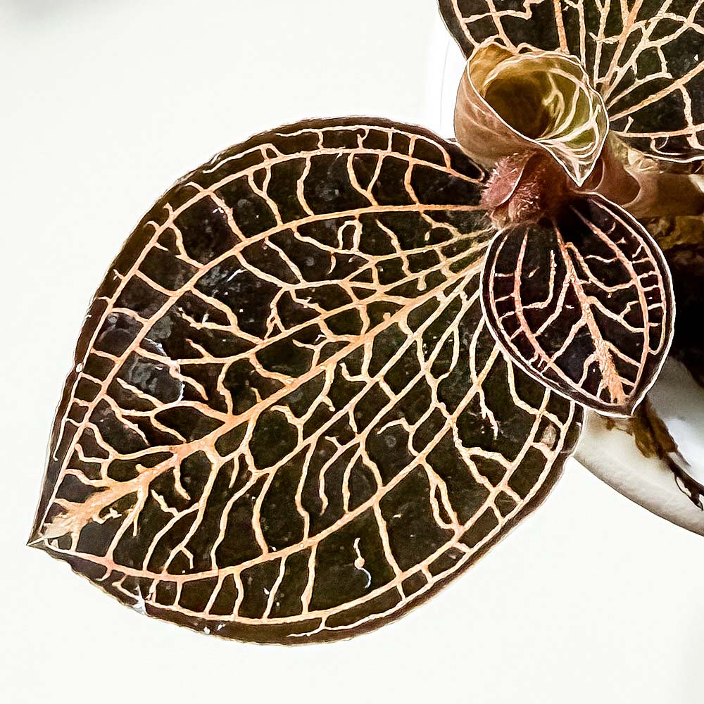 PLANCHU ジュエルオーキッド アネクトキルス アルボリネアトゥス 3号丸鉢 受け皿付き 育て方説明書付き Anoectochilus albolineatus アルボリネアータス 観葉植物 洋ラン