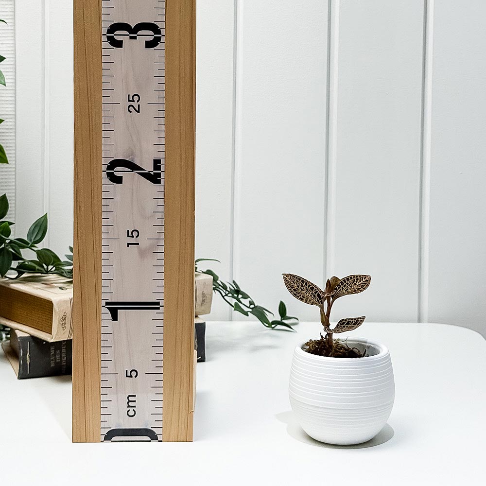 PLANCHU ジュエルオーキッド アネクトキルス アルボリネアトゥス 3号丸鉢 受け皿付き 育て方説明書付き Anoectochilus albolineatus アルボリネアータス 観葉植物 洋ラン